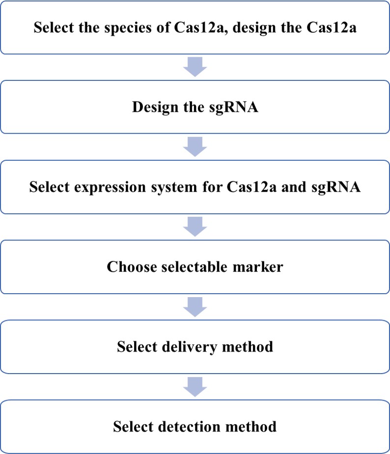 CRISPR/Cas12a Multiplexable Gene Editing